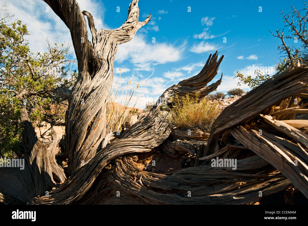 Ein toter Baum im Vordergrund eine Wüstenlandschaft.  Moab Utah, Arches-Nationalpark Stockfoto