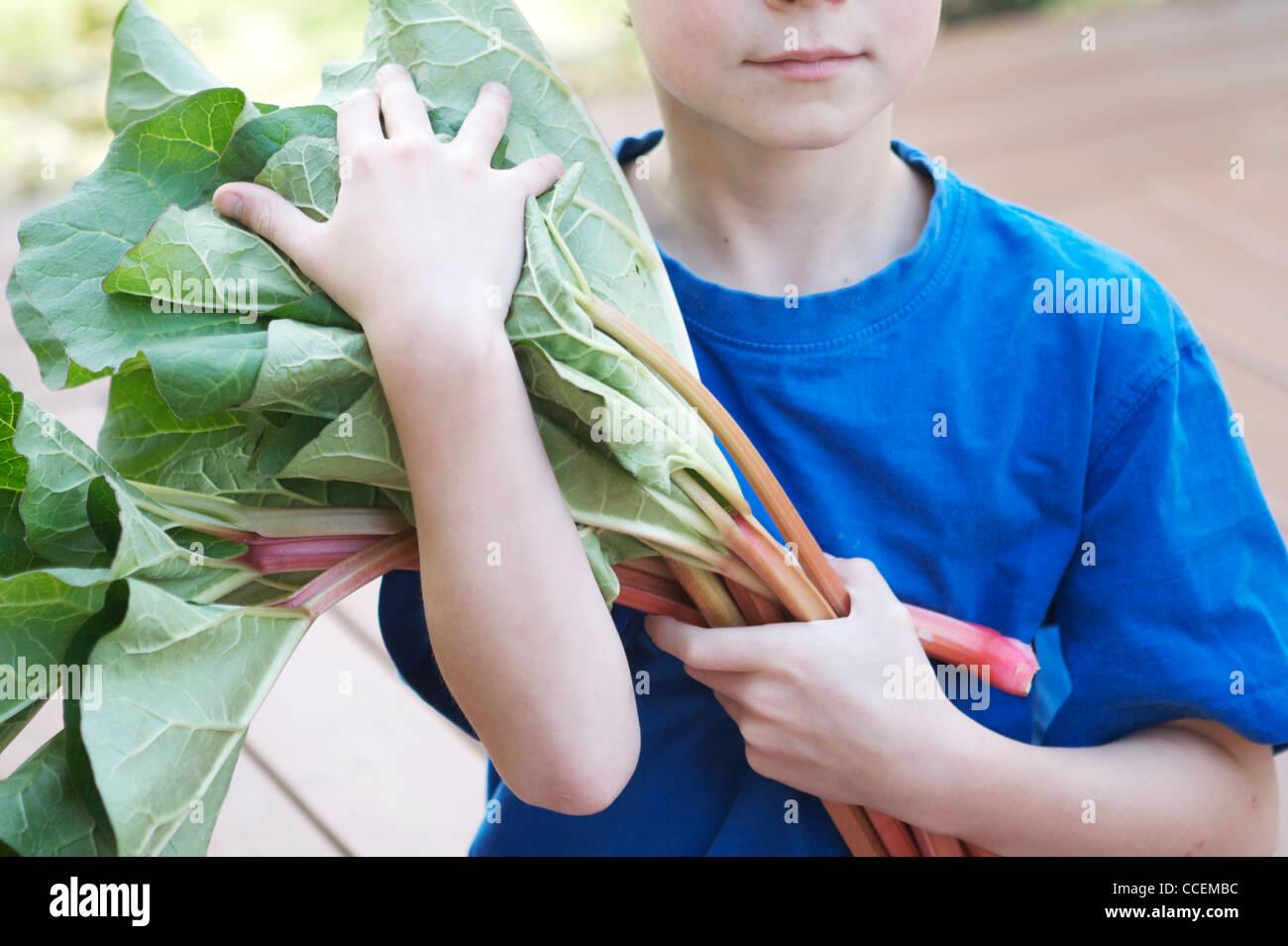 Junges Kind hält frisch gepflückt organischen Rhabarber aus seinem Garten. Perfekte Zutat für eine gesunde, hausgemachte Kuchen! Stockfoto