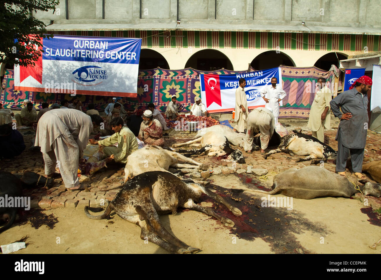 Fest des Opfers Schlachtungen in Islamabad-Pakistan Stockfoto