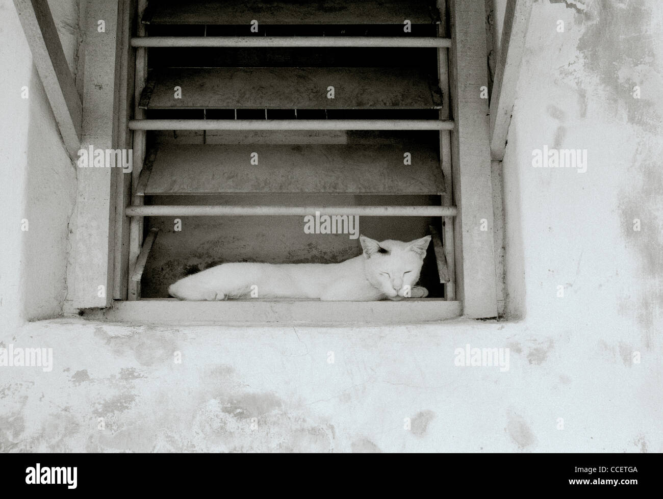 Reisen Fotografie - Alley Cat in George Town in Insel Penang in Malaysia ruhen in Südostasien im Fernen Osten. Katzen Tier Kätzchen Schlafen Stockfoto