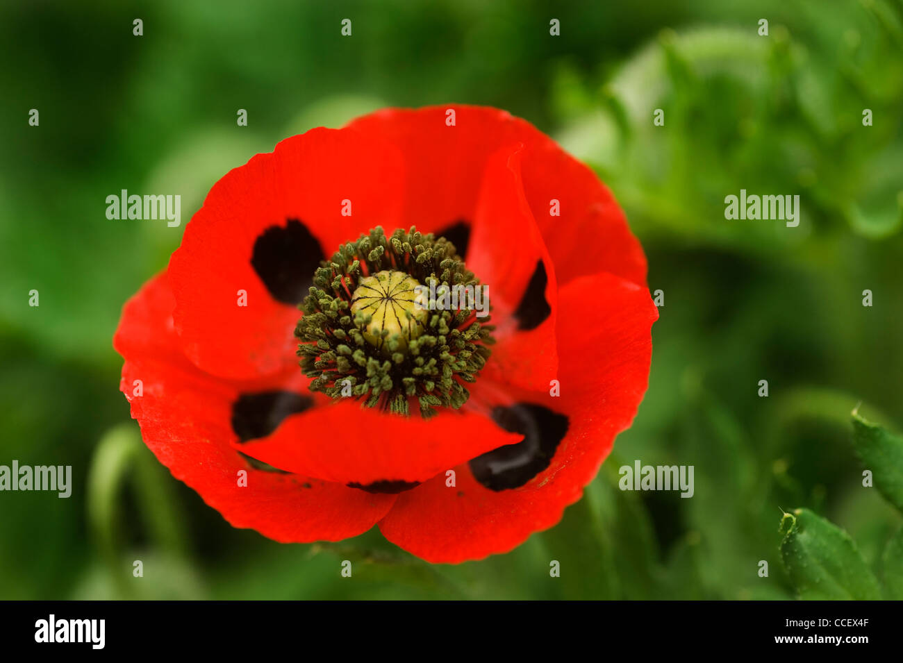 Flandern-Mohn Stockfoto