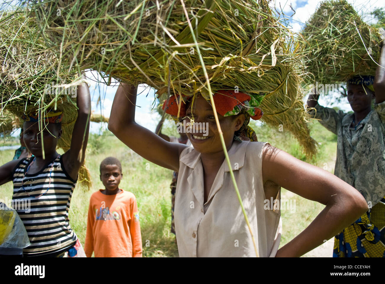 Eine sambische JD Grasschnitt verwendet für thatching tragen. Stockfoto