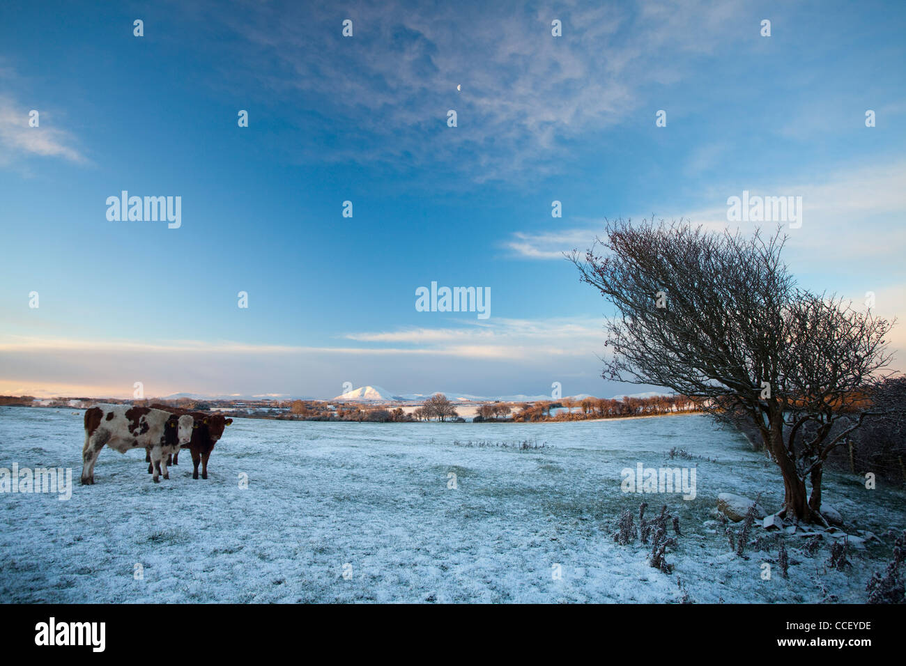 Winter-Rinder, County Sligo, Irland. Stockfoto