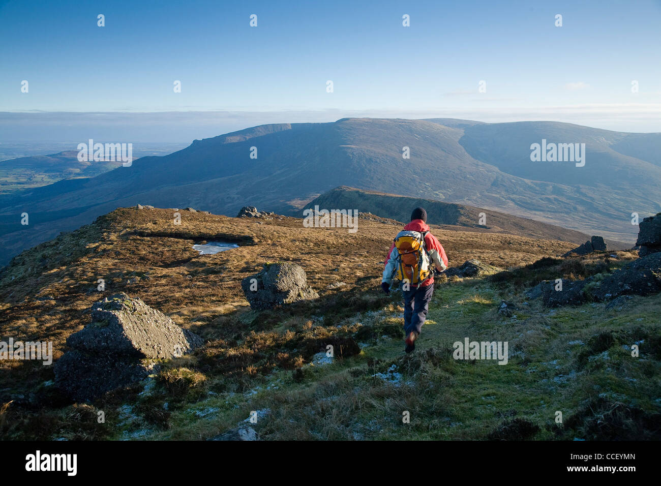 Walker auf der Knockanaffrin Ridge, Comeragh Mountains, Grafschaft Waterford, Irland. Stockfoto