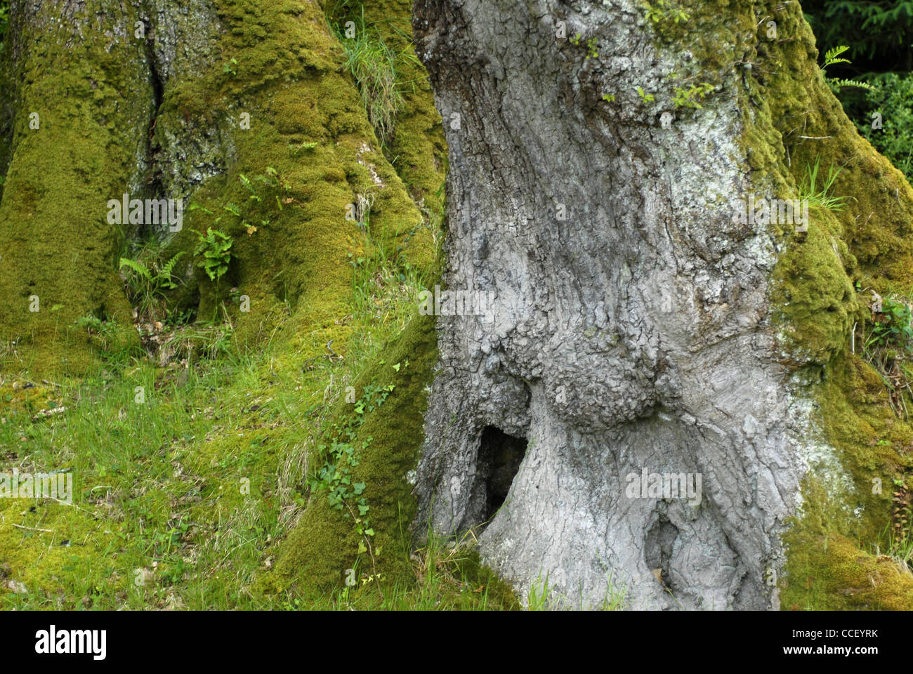 Ein großer Stamm-Baum in Lurganboy, County Leitrim, Connacht, Irland, Europa. Stockfoto