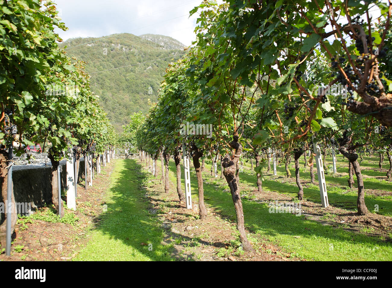 Reben im Weinberg Stockfoto