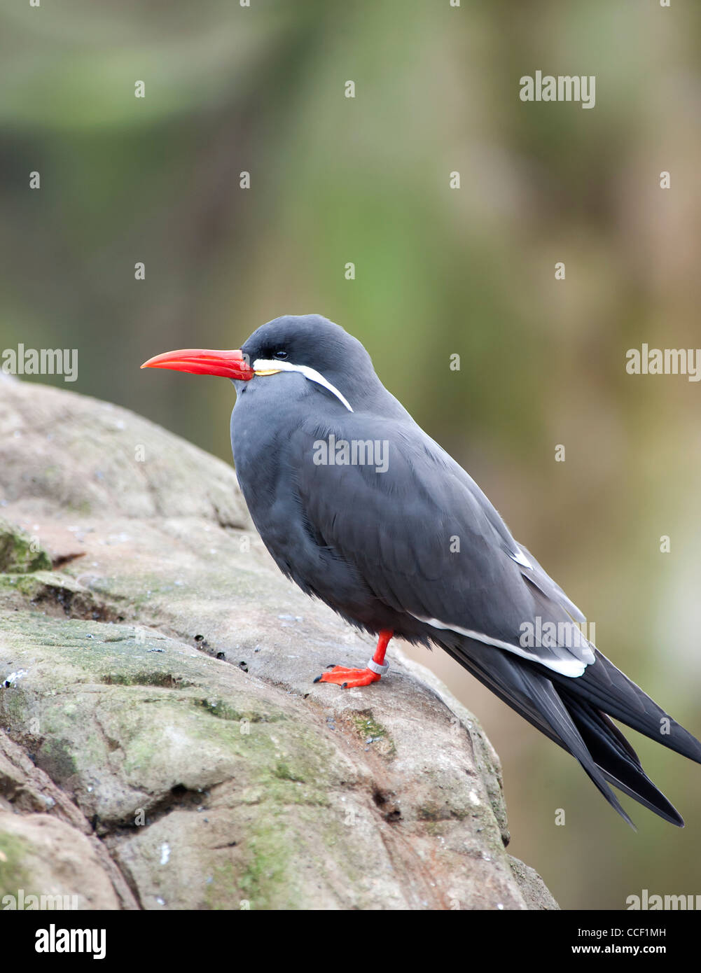 Nahaufnahme von einem Inka-Seeschwalbe Stockfoto