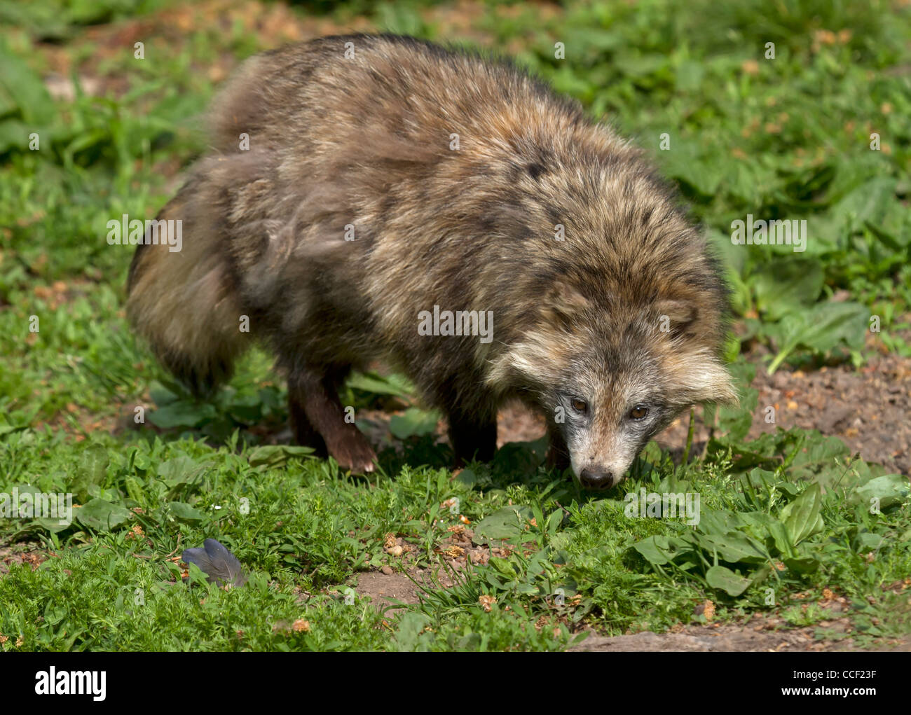 Marderhund (Nyctereutes Procyonoides) Stockfoto