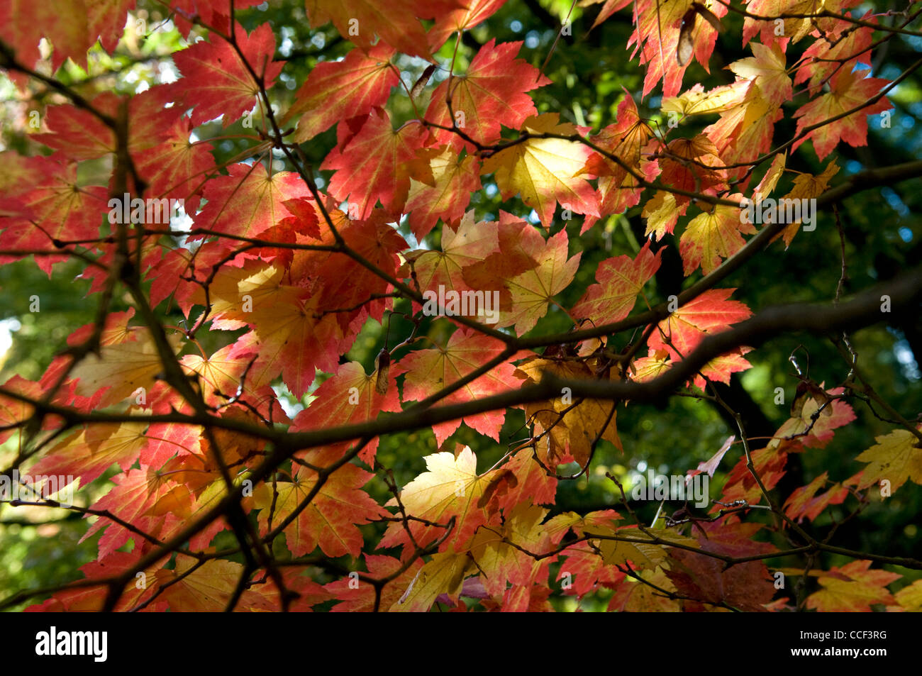 Ahorn-Blätter Stockfoto