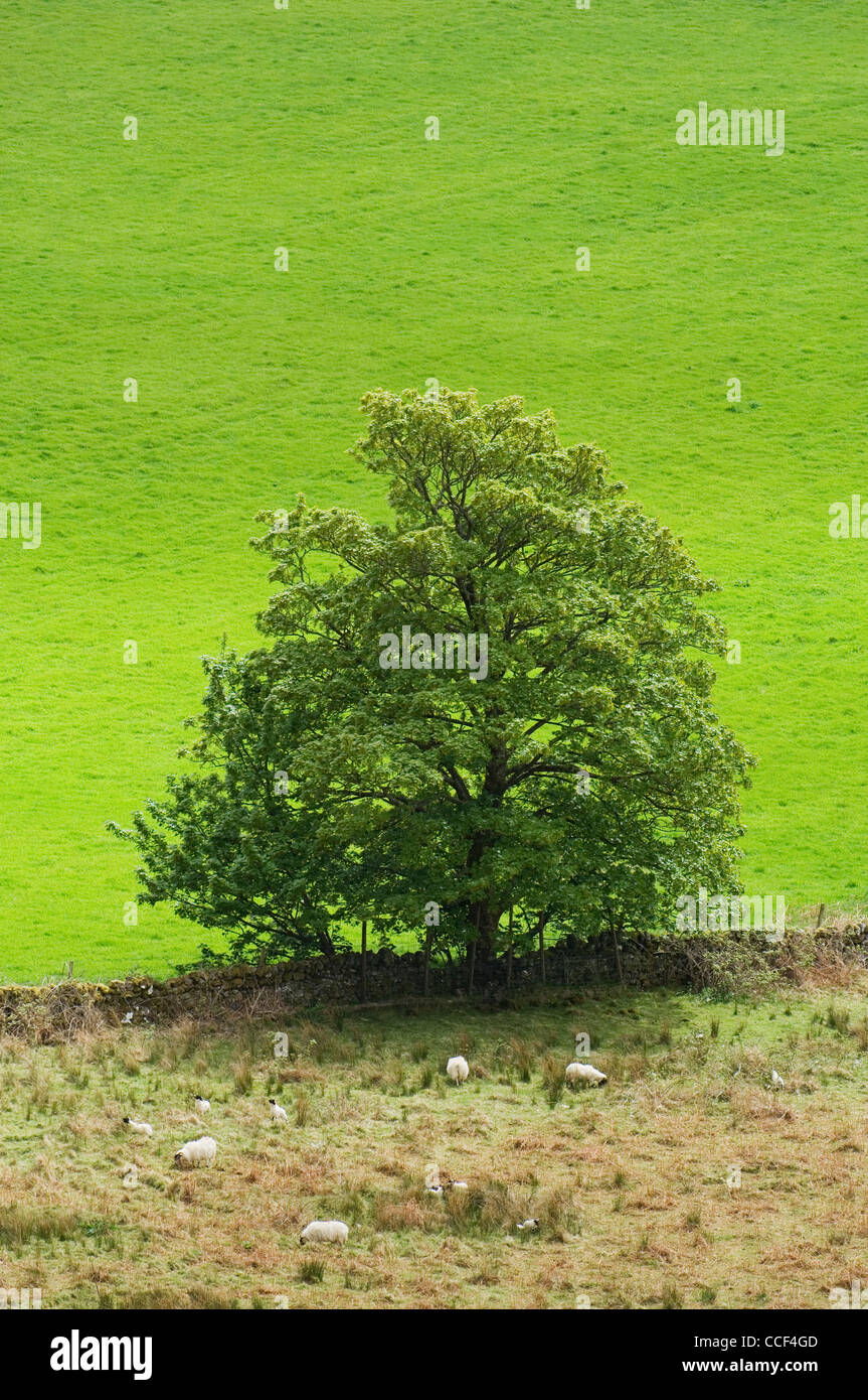 Einzigen Baum neben einem grünen Feld, Ardnamurchan, Schottland. Stockfoto