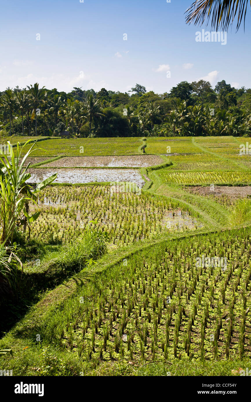 Reis Reisfelder, Ubud, Bali Stockfoto