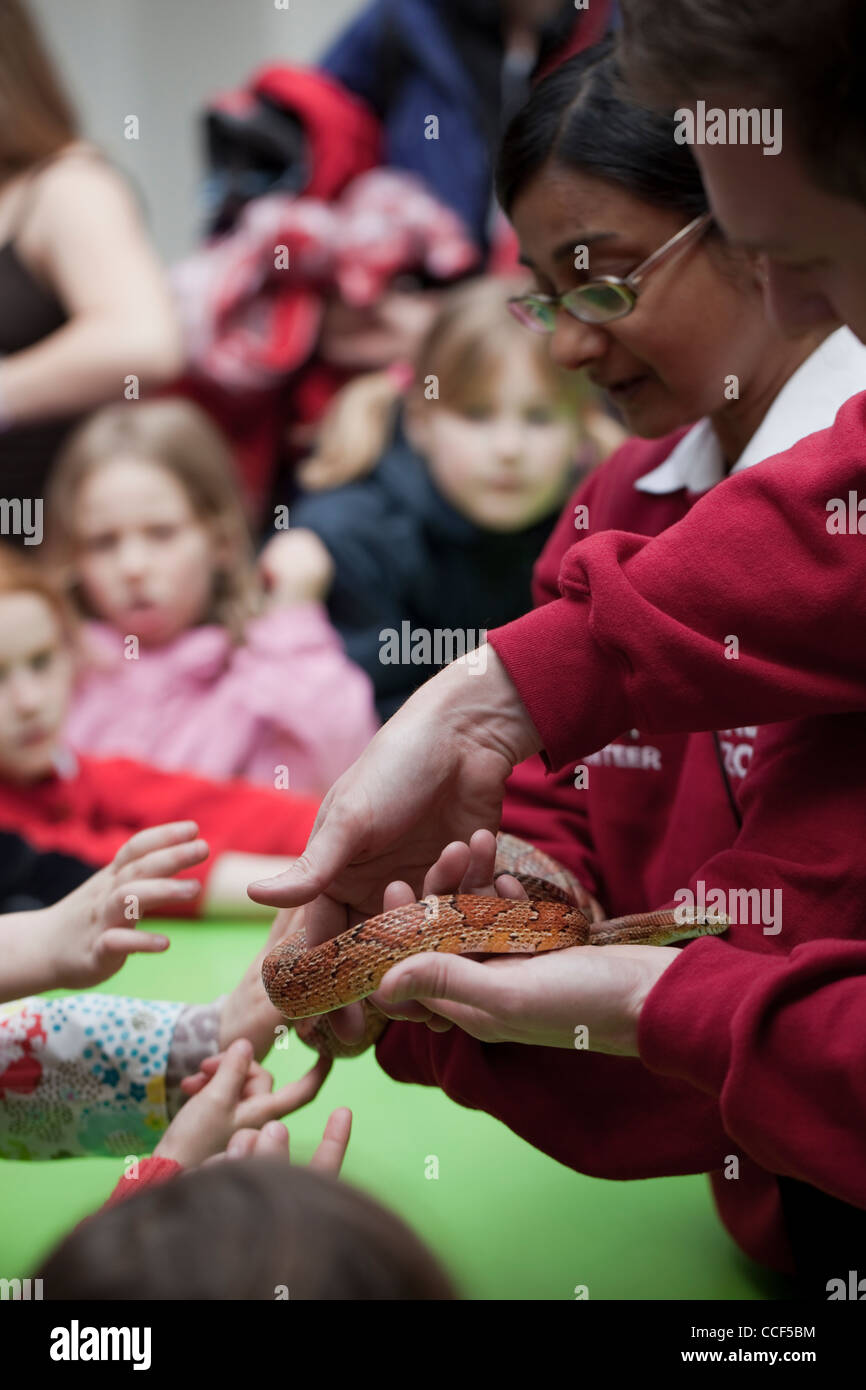 London Zoo. Heranführung von Kindern an einer Kornnatter (bieten Guttata). Eine lehrreiche Erfahrung für junge Besucher. Stockfoto