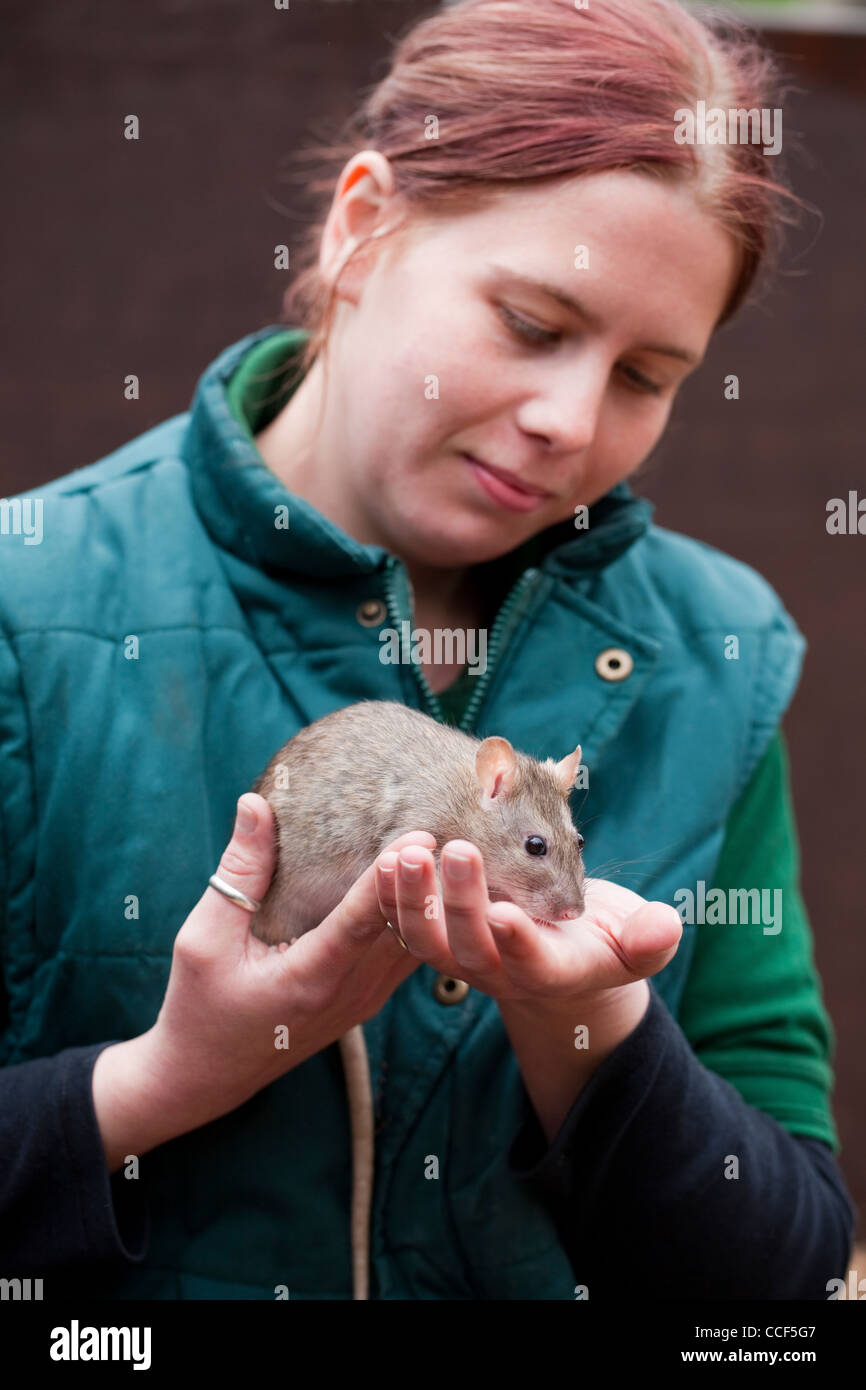 London Zoo. Personal Tier Handler Einführung einer zahmen braune Ratte (Rattus Norvegicus), für die Besucher. Stockfoto