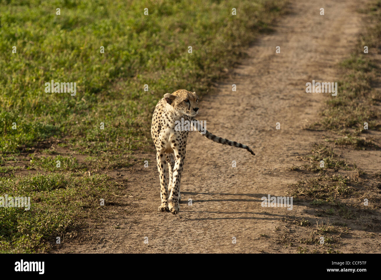Weibliche Cheetah zu Fuß Aloe auf Feldweg in Serengeti, Tansania, Afrika Stockfoto
