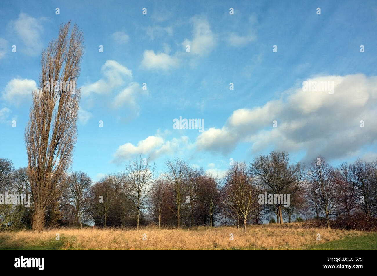 Ein kleines Wäldchen im Lloyd Park in Croydon, Südlondon, steht unter einem lebhaften blauen Himmel und flauschige Wolken. Stockfoto