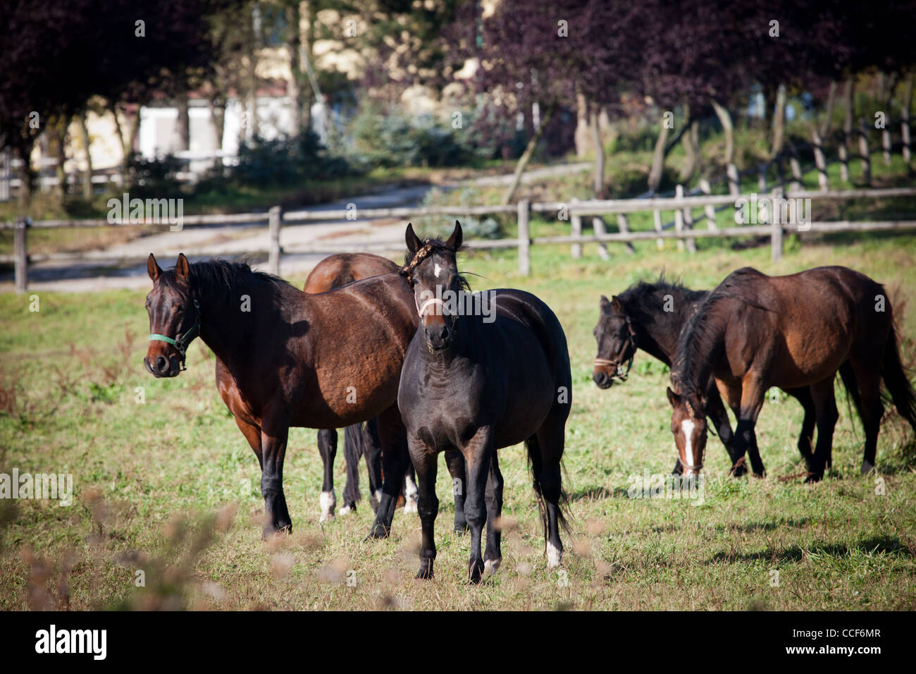 Die Pferde auf der Koppel. Pferdestall in Trzęsacz, West-Pommern, Polen. Stockfoto