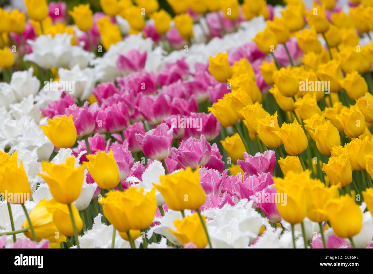 Gelb, weiß und rosa Tulpen Stockfoto