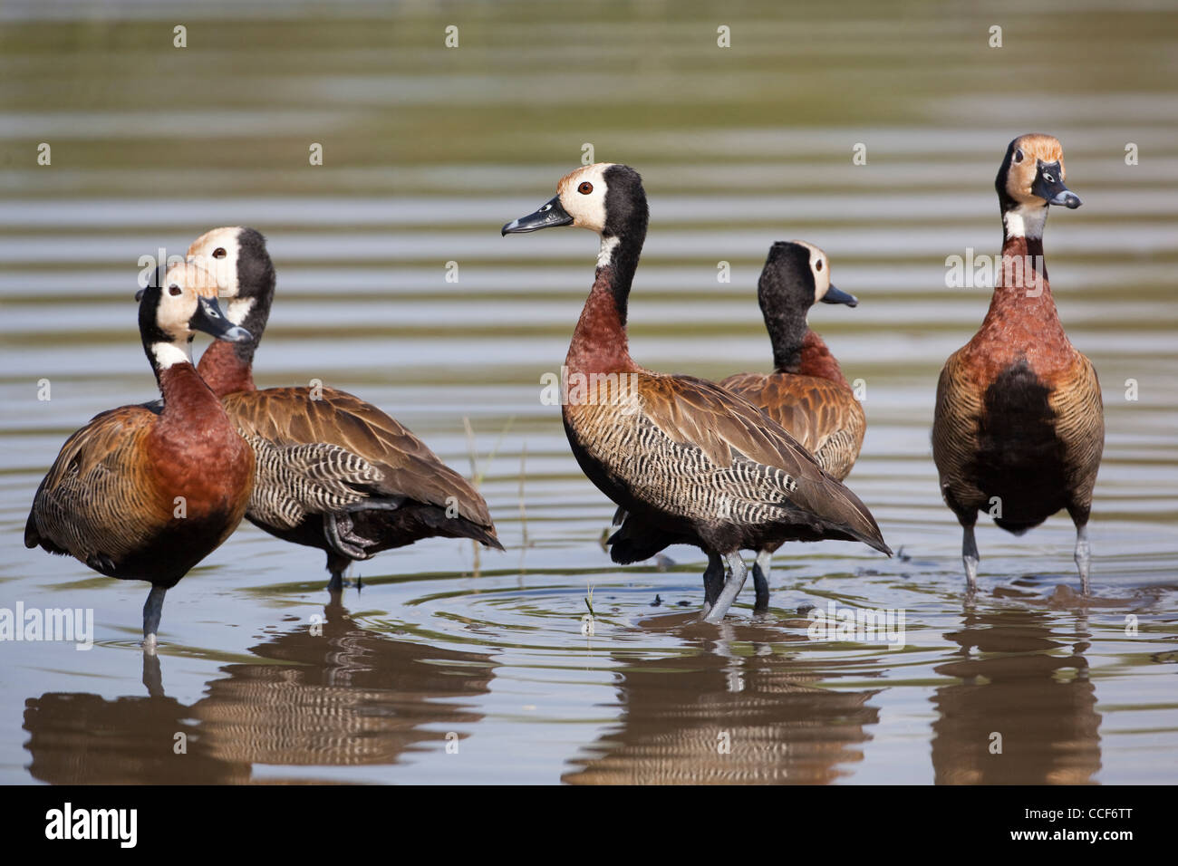 White-faced Pfeifen Enten (Dendrocygna Viduata). Hora Kratersee, Äthiopien. Stockfoto