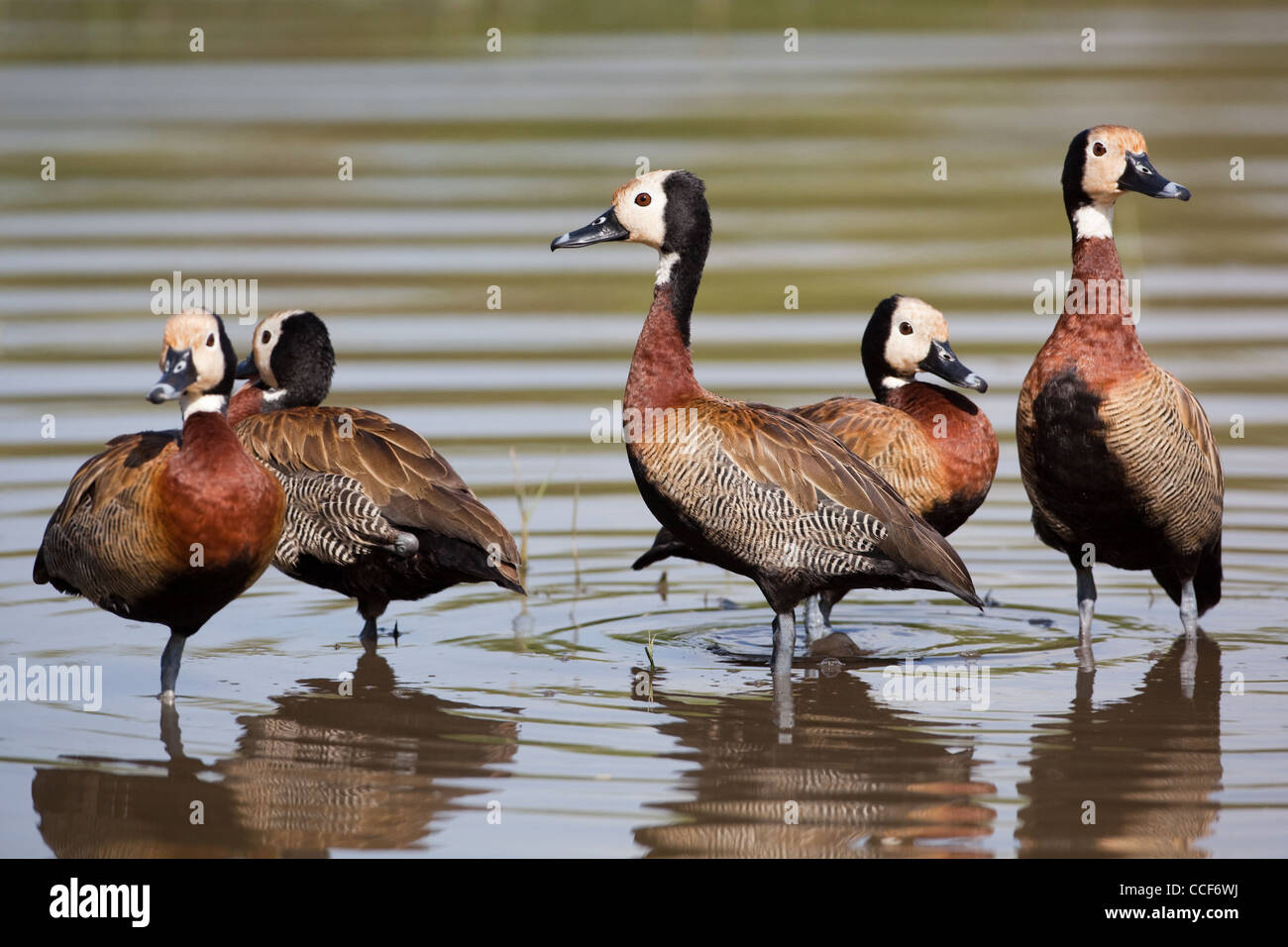 White-faced Pfeifen Enten (Dendrocygna Viduata). Hora Kratersee, Äthiopien. Stockfoto