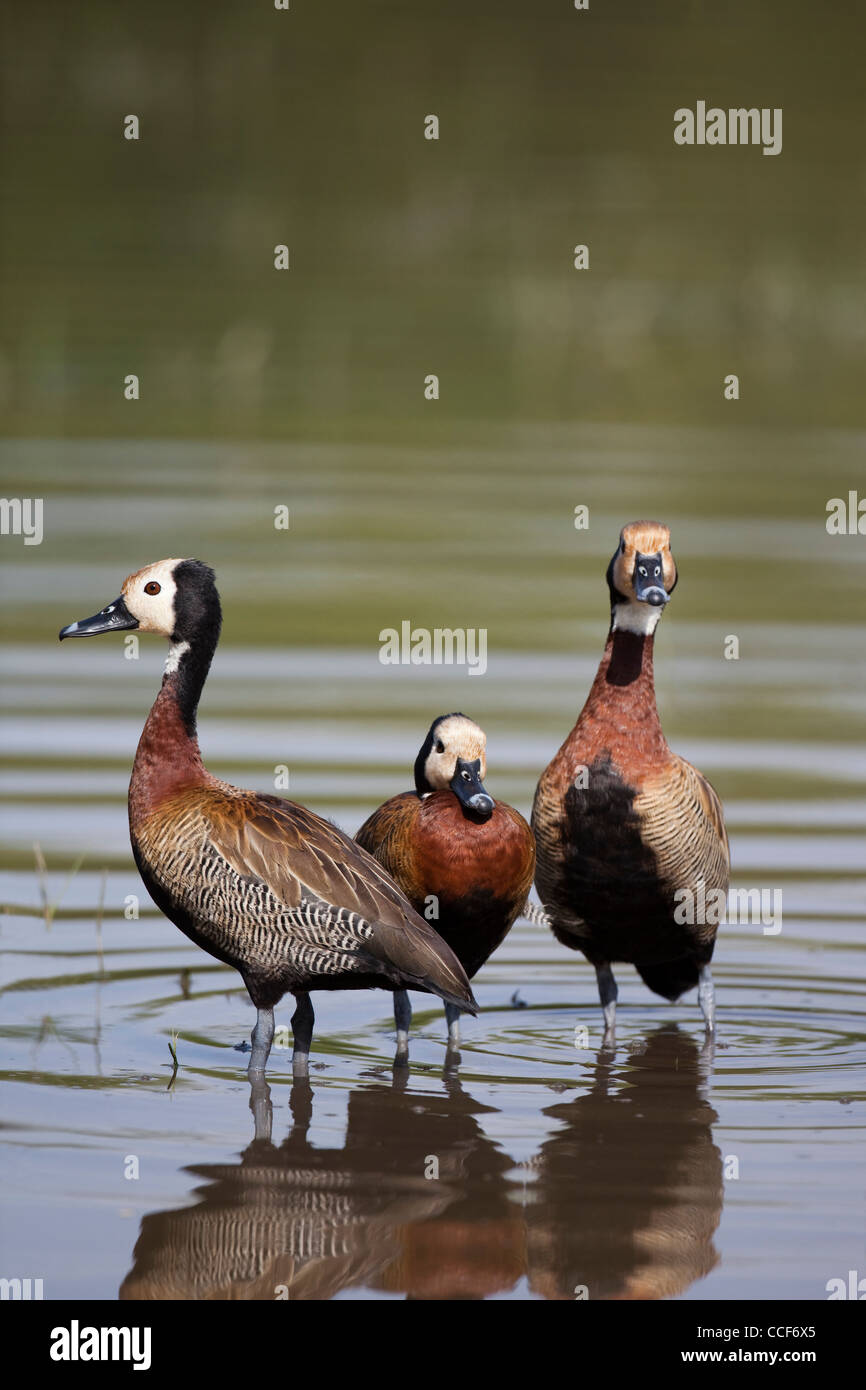 White-faced Pfeifen Enten (Dendrocygna Viduata). Hora Kratersee, Äthiopien. Stockfoto