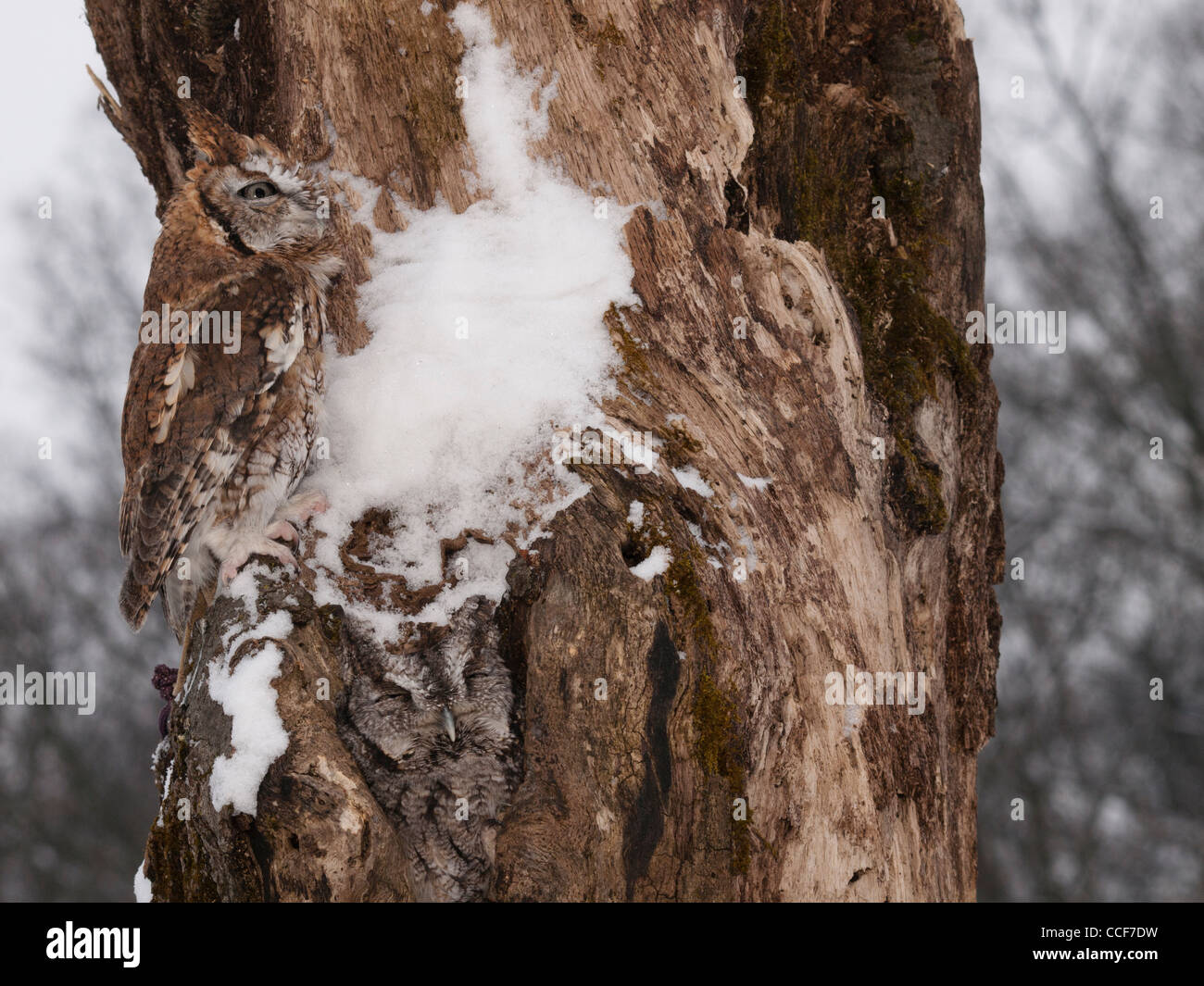Zwei östlichen Käuzchen auf einem schneebedeckten Baum eine thront auf dem Stamm der anderen in dem hohlen Baum. Stockfoto