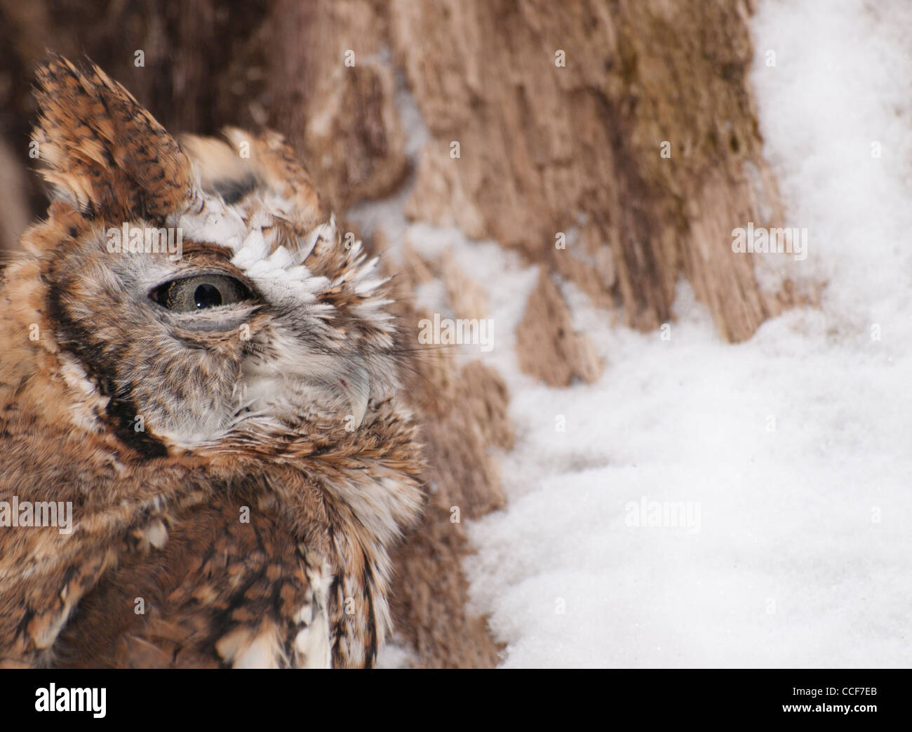 Rot schrittweise östliche Käuzchen in einen hohlen Baum von einem schneebedeckten Baum sitzen. Stockfoto