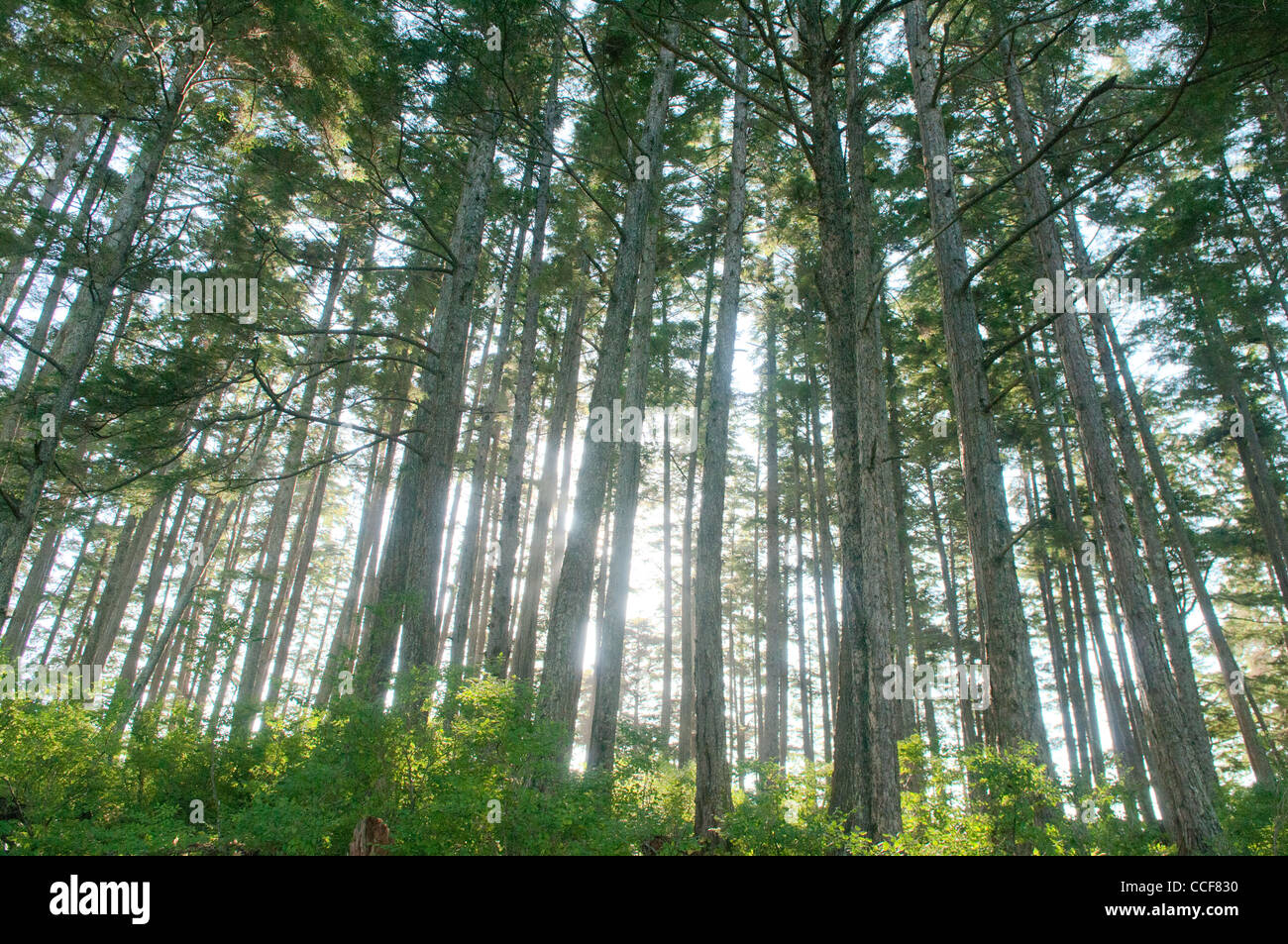 Wald auf Bamdoroshni Insel, Sitka, Alaska Stockfoto