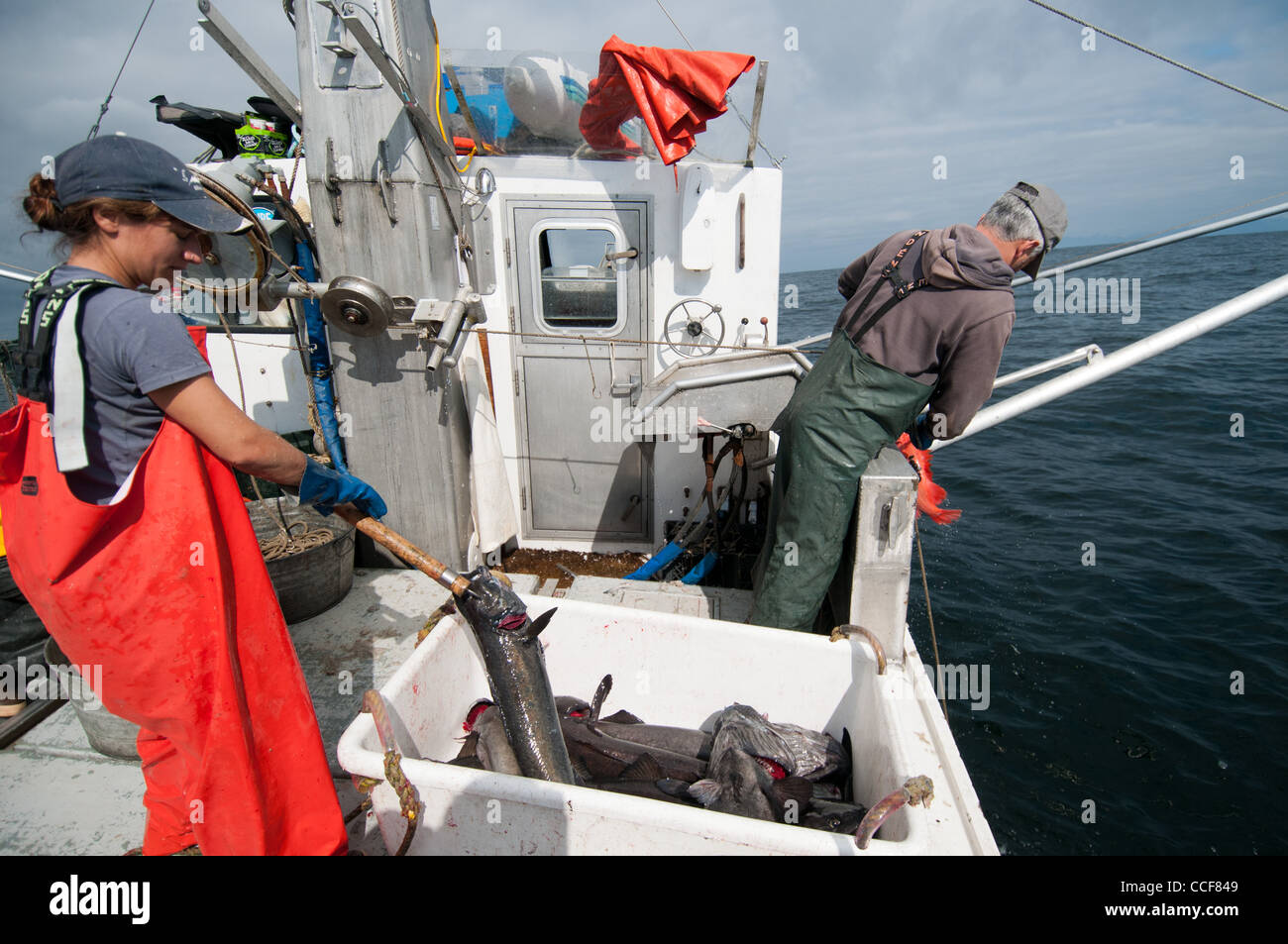 Schwarzer Kabeljau (Sablefish) Angeln, Sitka, Alaska Stockfoto