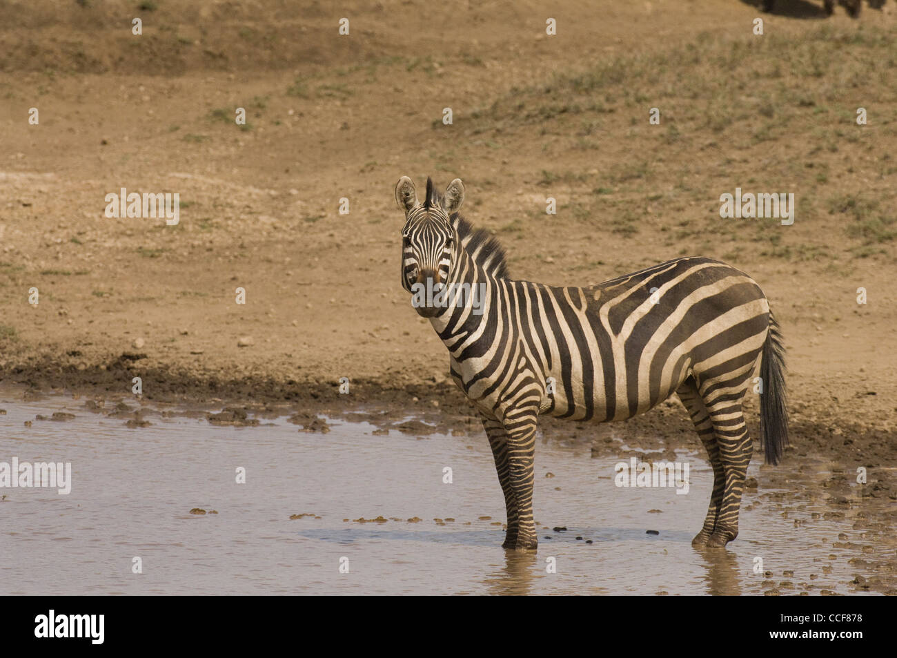 Afrika-Tansania Serengeti Nationalpark-Burchell-Zebra in Wasser (Equus Burchelli) Stockfoto