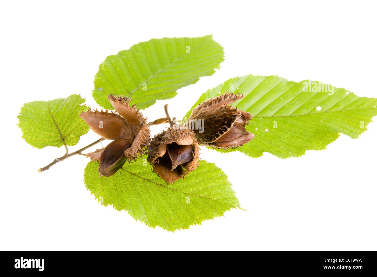 Bucheckern und Blätter auf weißem Hintergrund Stockfoto