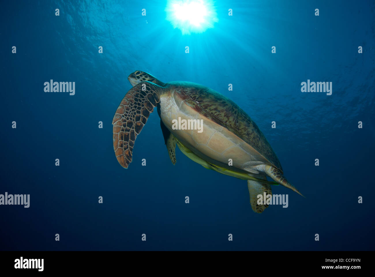 Eine riesige grüne Schildkröte schwimmt im Bunaken Marine Park in Indonesien. Wir können eine Schildkröte von unten mit dem Sonnenaufgang oben sehen. Riesig. Stockfoto