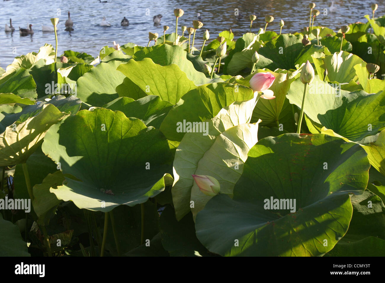 10. Juli 2004; Los Angeles, Kalifornien, USA; Mehr als 150.000 Menschen pro Tag besuchen das jährliche Lotus Festival im Abschnitt Echo Park von Los Angeles. Die Lotusblume ist wichtig, den asiatischen Kulturen als ein Symbol der Wiedergeburt, der Reinheit und des Lebens. Unter anderem Drachenboot-Rennen, zahlreiche ethnische Tänze, Stockfoto