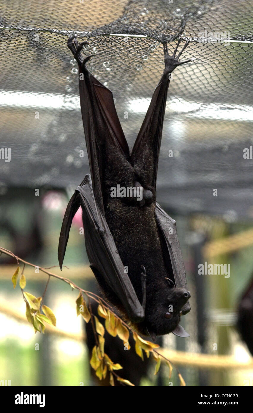 Eine malaiische Flying Fox Fledermaus hängt Mittwoch, 14. Juli 2004 um in  seine neue Stift im Oakland Zoo. Der Zoo hat vor kurzem 31 männliche  Flughunde für eine Ausstellung, die im Herbst