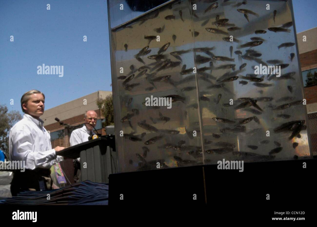(VERÖFFENTLICHT 23.07.2004, B-10:7, UTS1821220) Mosquito Fische schwammen in einem Tank als Vektor Ökologe Chris Conlan, links, und Jack Miller County Vector Control. beantwortete Fragen auf einer Pressekonferenz am Donnerstag Morgen Bekanntgabe der Entdeckung des West-Nil-Virus in einem Vogel gefunden in San Diego County. Mo Stockfoto
