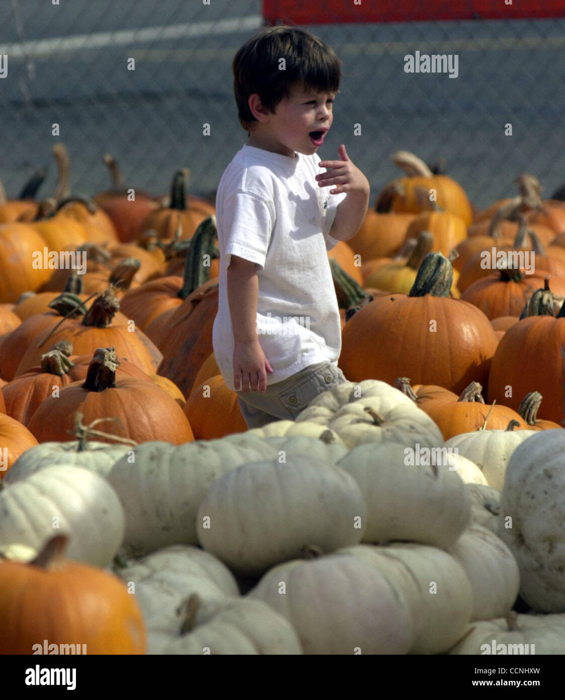 Max Roitblat, 3, sucht nach den besten Runde Kürbis im Pumkin Patch im Piemont sind und Pleasant Valley auf Freitag, 15. Oktober 2004 in Oakland, Kalifornien  Ein "For Sale" Schild wurde auf die Flächen für das Kürbisbeet gebucht. (Contra Costa Times / Gregory Urquiaga) Stockfoto