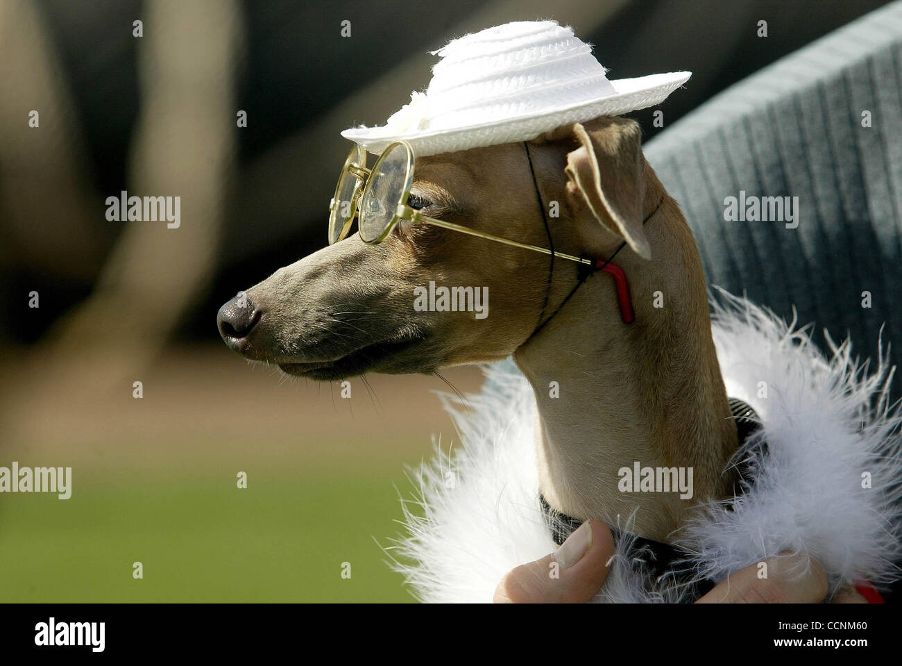 greyhound dressed up