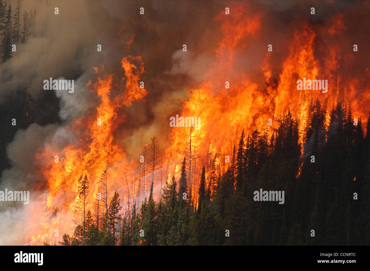 19. Juli 2003; Polebridge, MT, USA; Flammen-Sprung in der Luft als Bäume  brennen in der Keil Canyon-Feuer brennt auf den Flathead National Forest  etwa sechs Meilen südlich der kanadischen Grenze in der