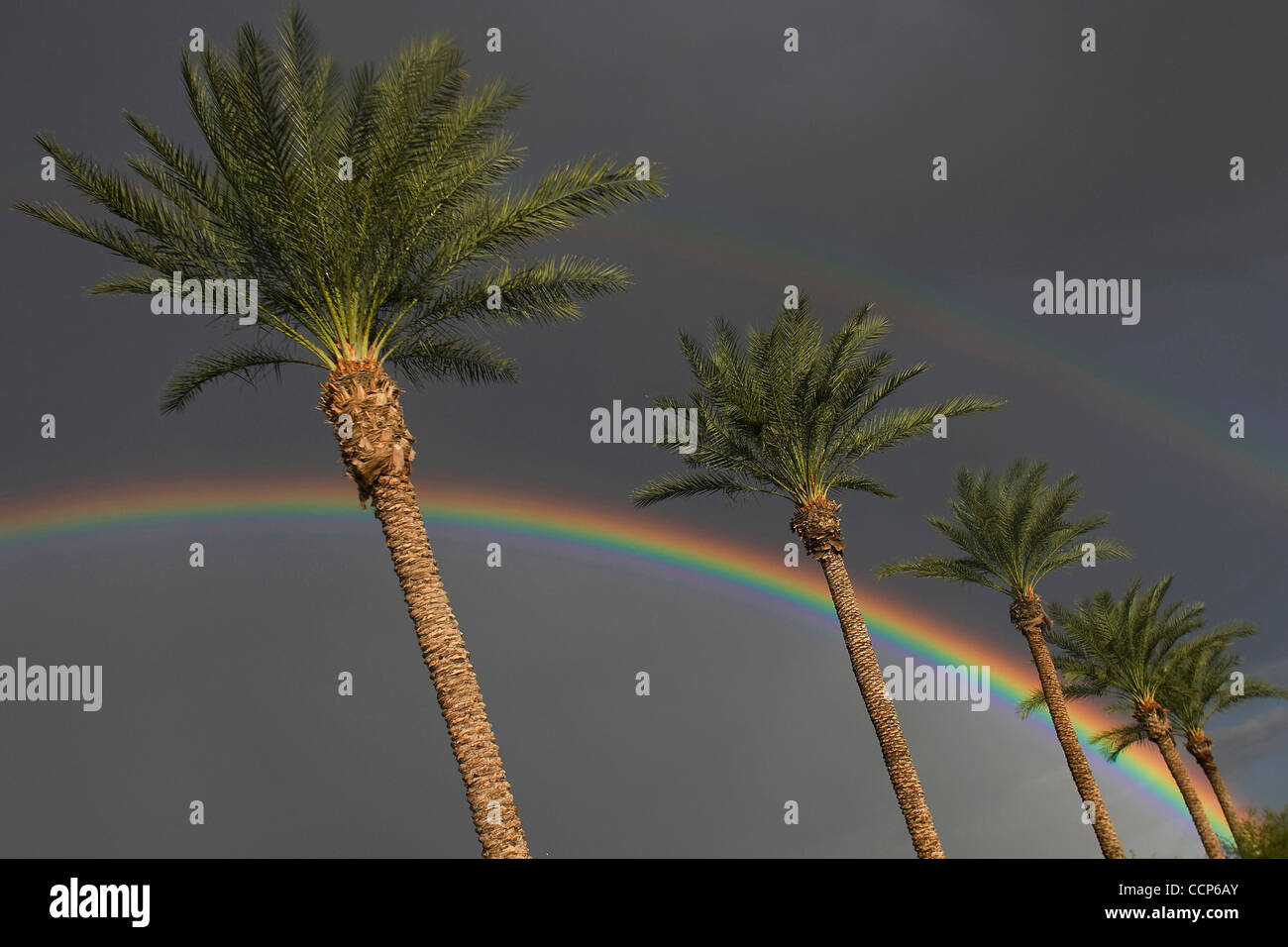 22. Oktober 2010 - scheint Chandler, Arizona, Vereinigte Staaten von Amerika - nach einem Regen Sturm ein doppelter Regenbogen hinter einer Reihe von Palmen in Chandler, Arizona. (Kredit-Bild: © gen Lower/Southcreek Global/ZUMApress.com) Stockfoto