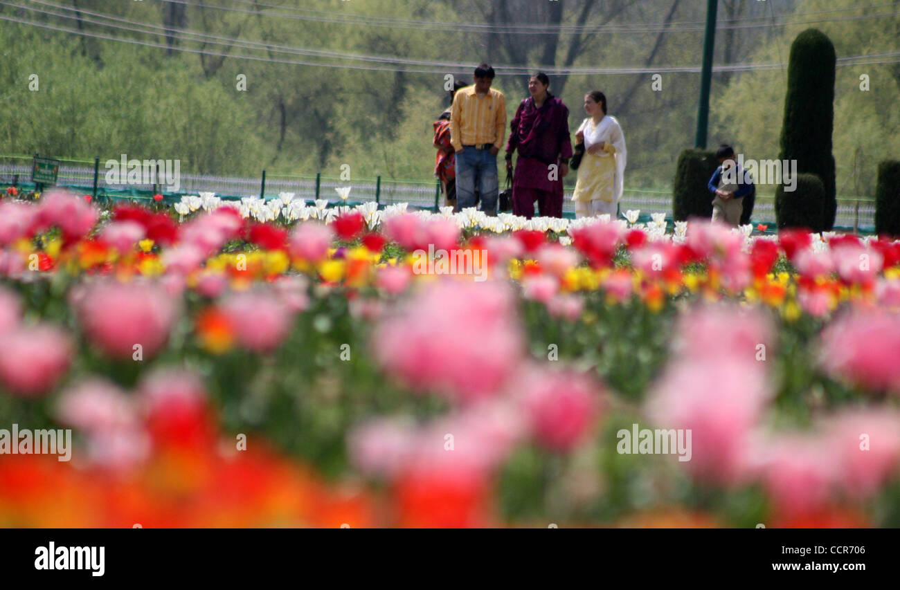 Indische Touristen Spaziergänge im Garten Tulpe nach seiner Eröffnung in Srinagar, der Sommerhauptstadt des indischen Kaschmir am 25.03.2010 mit 360.000 Tulpe Blumen, Siraj Bagh Tulpe Garten ist Asiens größte Tulpe Garten geworden, da keines der asiatischen Länder haben Tulpen in eine so große Anzahl, die lokale Stockfoto