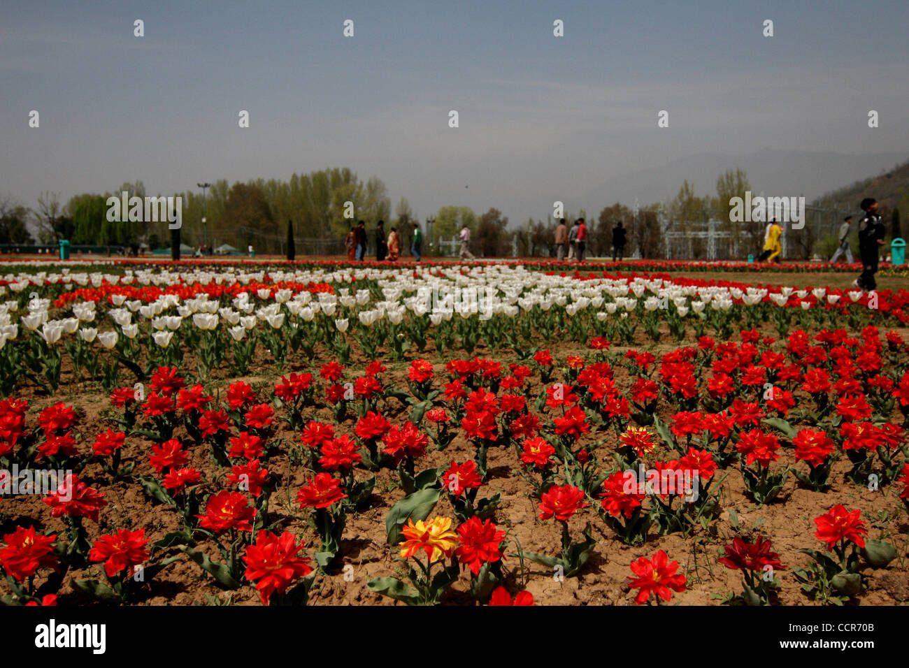 Tulpen sind in voller Blüte in Kaschmir Tulpe Garten nach seiner Eröffnung in Srinagar, der Sommerhauptstadt des indischen Kaschmir am 25.03.2010 mit 360.000 Tulpe Blumen, Siraj Bagh Tulpe gesehen Garten Asiens größte Tulpe Garten geworden ist, wie keiner von den asiatischen Ländern Tulpen in einem großen haben Stockfoto