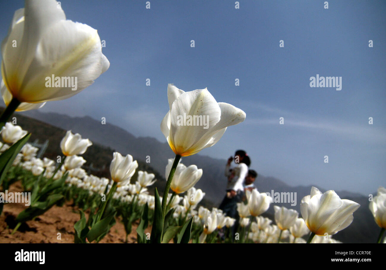 25. März 2010 - Srinagar, Kaschmir, Indien - Tulpen sind in voller Blüte in Kaschmir Tulpe Garten nach seiner Eröffnung in Srinagar, der Sommerhauptstadt des indischen Teil Kaschmirs gesehen. Mit 360.000 Tulpe Blumen Siraj Bagh Tulpe Garten Asiens größte Tulpe Garten da keiner von den asiatischen Ländern ha geworden Stockfoto