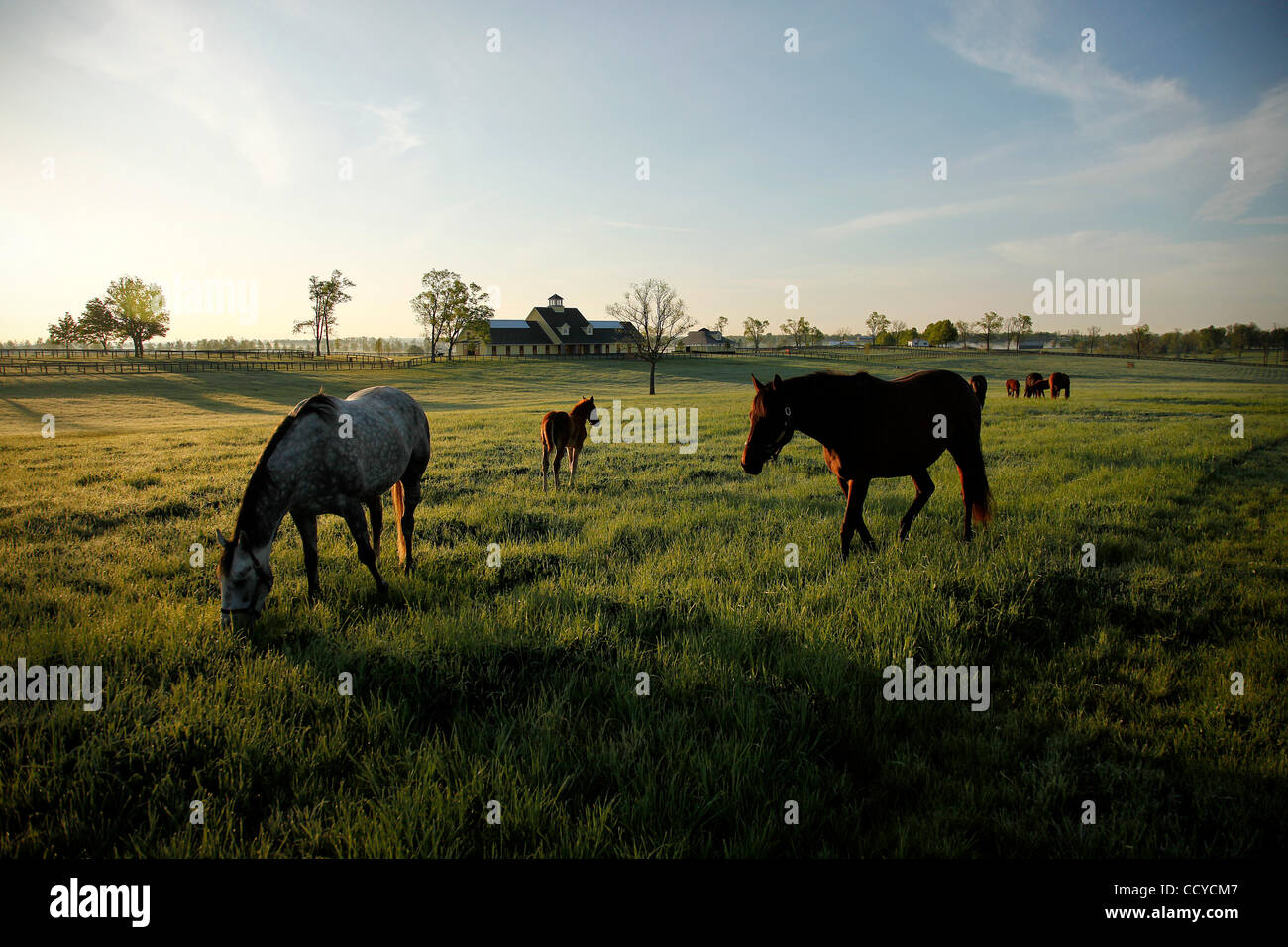 28. April 2010 - Paris, Kentucky, USA - mit nur ein paar Tage bis das Kentucky Derby, Weiden Stuten und ihre Fohlen auf einer Pferdefarm bei Sonnenaufgang. Die jungen Pferde gezüchtet für den Rennsport, werden stark von den reichen Wiesen und sanften Hügeln wachsen, bis sie mit dem Training beginnen und ihre Chance auf das Derby haben Stockfoto