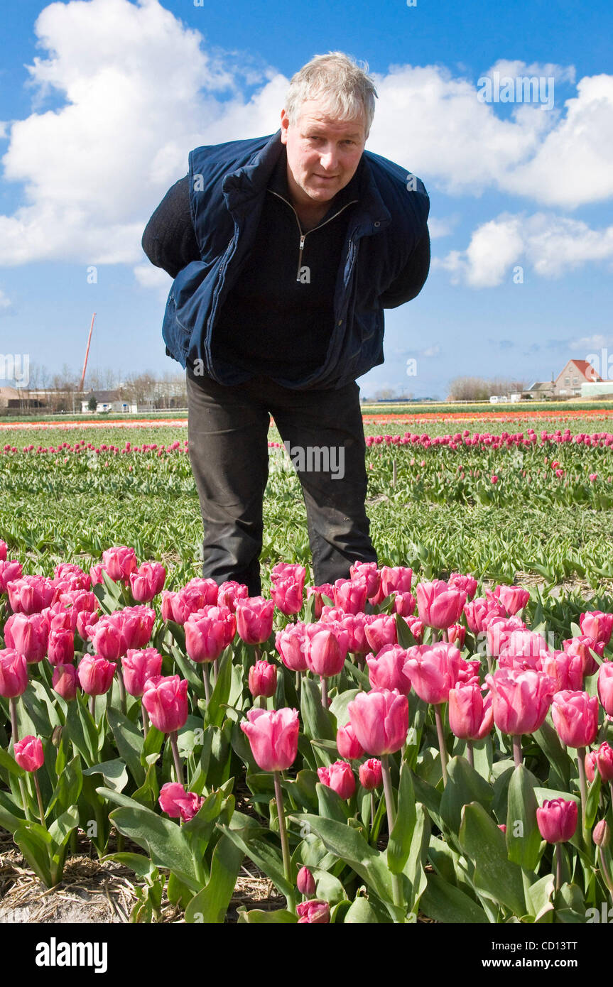 Top-niederländische Tulpe Züchter, Jan Ligthart, erstellt eine Tulpe und beschlossen, es nach polnischen First Lady Maria Kaczyńska zu benennen. Zum ersten Mal wurde ein Pole so geehrt. Sie erhalten die Tulpe am 24. April, während einer Feierstunde in der Residenz des Botschafters von Holland in Warschau. Stockfoto