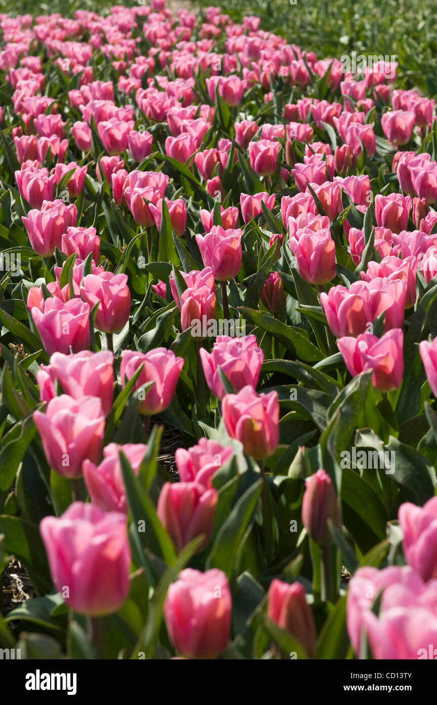 Eine Farm von obersten niederländischen Tulpe Züchter, Jan Ligthart, erstellt eine Tulpe und beschlossen, es nach polnischen First Lady Maria Kaczyńska benennen im Bild mit berühmten Blumenmarkt. Zum ersten Mal wurde ein Pole so geehrt. Sie erhalten die Tulpe am 24. April, während einer Feierstunde in der Residenz des Stockfoto