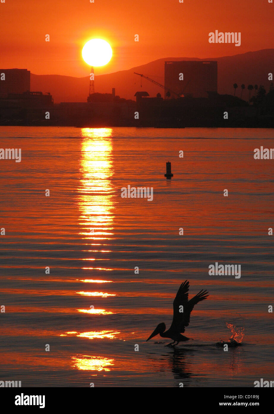 24. Oktober 2008, San Diego, CA, USA   ein Pelikan in der Nähe von Shelter Island Hopfen auf dem Wasser der Bucht von San Diego vor Einnahme Flügel über den Sonnenaufgang am Freitagmorgen. 07:00 Sonnenaufgang war röter als üblich durch Rauch, der Norden von Bränden südlich der Grenze getrieben hatte.   Credit: Foto von James Skovma Stockfoto