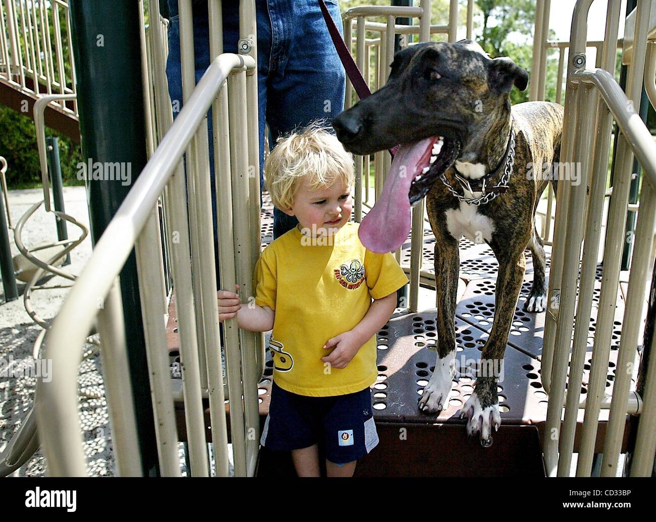 7. April 2008 schaut - Palm City, Florida, USA - MARK LEWIS, 2 aus New Jersey, die enorme Zunge von seinem neuen Freund, Samantha, 10 Monate, Jock Leighton Park Montag Deutsche Dogge Welpe. Lewis, der seine Großeltern in Süd-Florida zu Besuch ist, fand das große und sanfte Tier faszinierend. Samantha Stockfoto