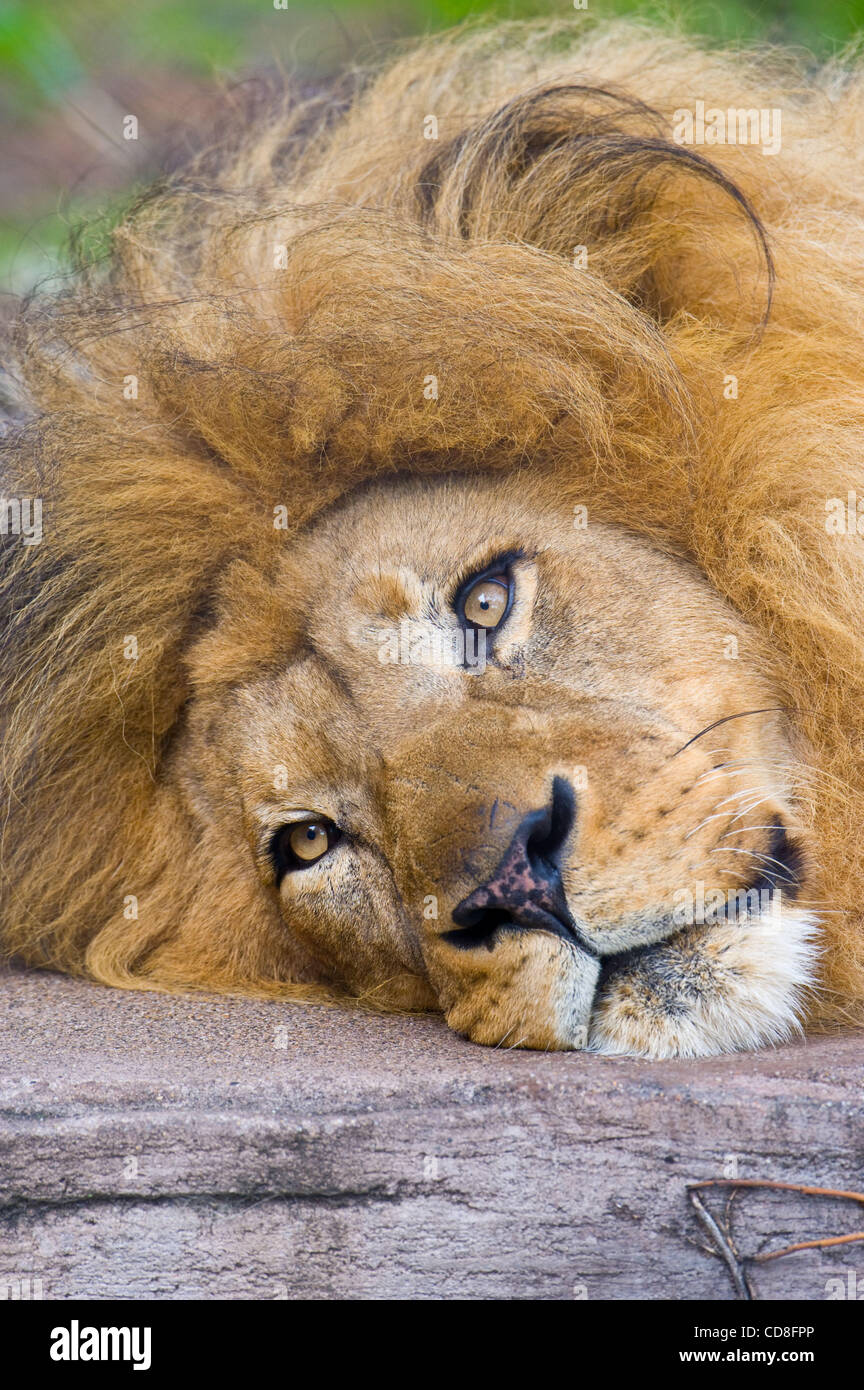 2. November 2008 - San Francisco, Kalifornien, USA - Löwen in die Raubkatze Grotten von der San Francisco Zoo.  (Kredit-Bild: © Jerome Brunet/ZUMA Press) Stockfoto