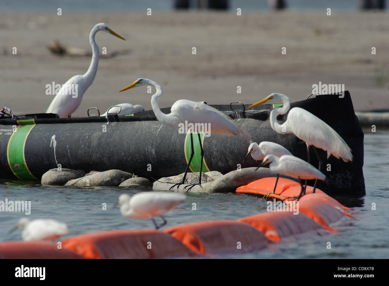 Watvögel verwenden Öl-Boom für Fische in der Nähe von Grand Isle, Louisiana zu jagen. Dieses Öl-Boom wird eingesetzt, um Öl Lagern entlang Caminada fernzuhalten. Stockfoto