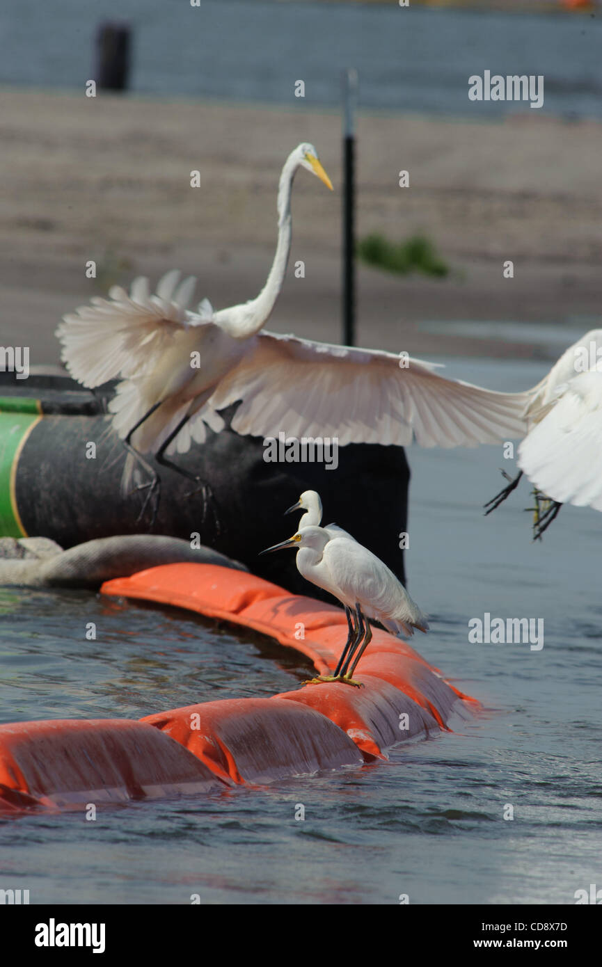 Watvögel verwenden Öl-Boom für Fische in der Nähe von Grand Isle, Louisiana zu jagen. Dieses Öl-Boom wird eingesetzt, um Öl Lagern entlang Caminada fernzuhalten. Stockfoto