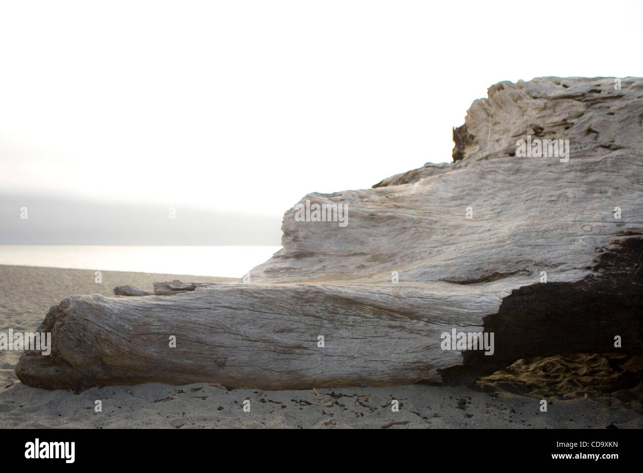 Patricks Point State Park, in der Nähe von Trinidad, Northern California. Stockfoto